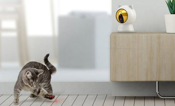 Jucărie laser pentru pisica ta